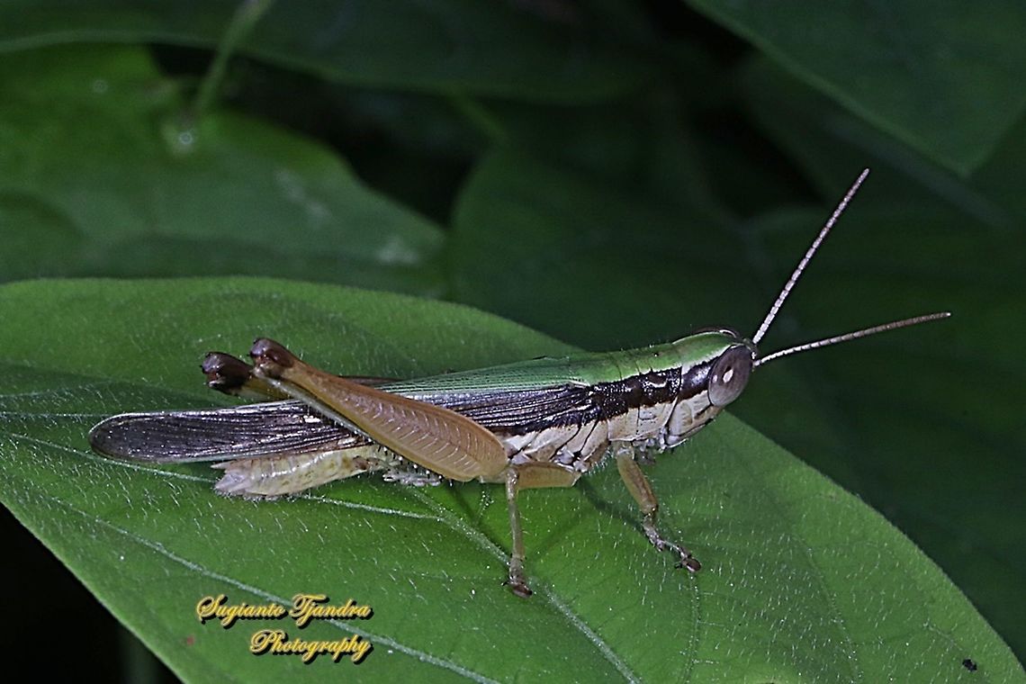 Short-horned grasshopper, Oxya chinensis, family Acrididae  Geotagged,Indonesia,Oxya chinensis,Spring