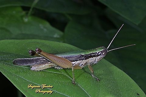 Short-horned grasshopper, Oxya chinensis, family Acrididae  Geotagged,Indonesia,Oxya chinensis,Spring
