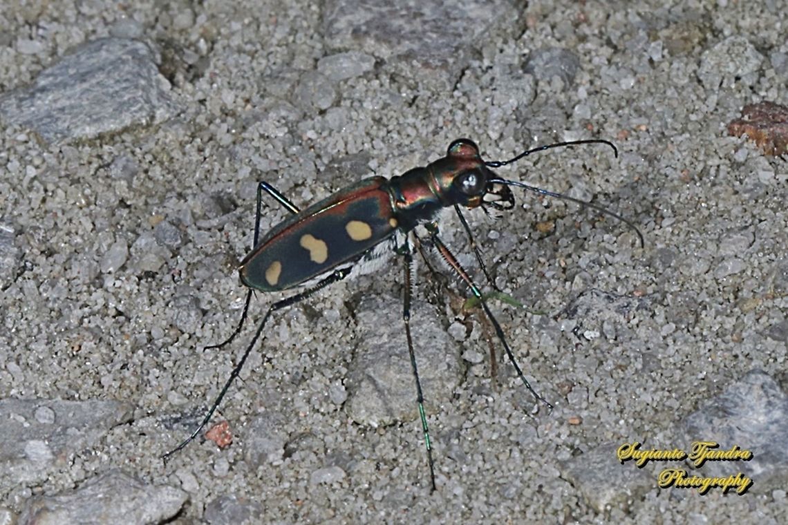 Golden-spotted Tiger Beetle, Cicindela aurulenta flavomaculata, family Carabidae  Cicindela aurulenta,Geotagged,Golden-spotted tiger beetle,Indonesia,Spring