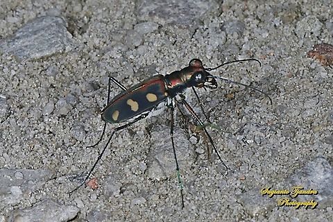 Golden-spotted Tiger Beetle, Cicindela aurulenta flavomaculata, family Carabidae  Cicindela aurulenta,Geotagged,Golden-spotted tiger beetle,Indonesia,Spring
