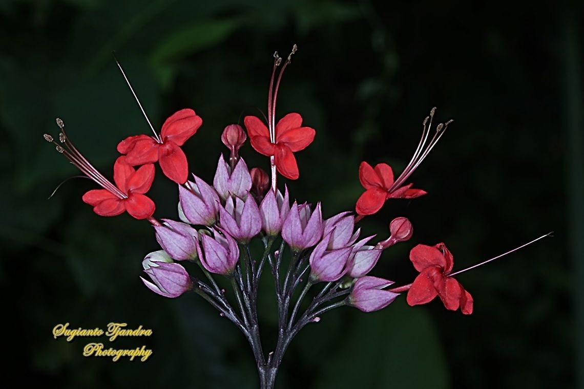 The flaming glorybower, Clerodendrum splendens  Clerodendrum splendens,Geotagged,Indonesia,Spring
