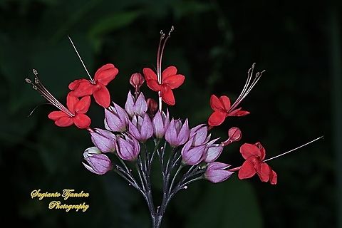 The flaming glorybower, Clerodendrum splendens  Clerodendrum splendens,Geotagged,Indonesia,Spring
