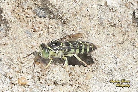 Sand Wasp,  Bembicini, Subfamily Bembicinae  Geotagged,Indonesia,Spring
