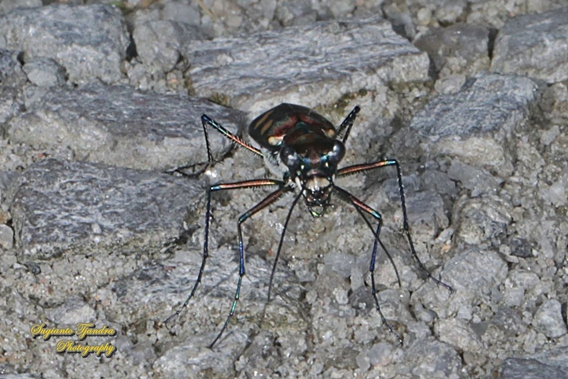 Golden-spotted Tiger Beetle, Cicindela aurulenta flavomaculata, family Carabidae  Cicindela aurulenta,Geotagged,Golden-spotted tiger beetle,Indonesia,Spring