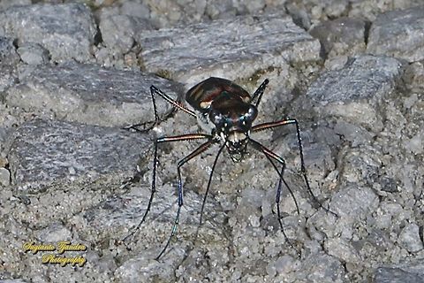 Golden-spotted Tiger Beetle, Cicindela aurulenta flavomaculata, family Carabidae  Cicindela aurulenta,Geotagged,Golden-spotted tiger beetle,Indonesia,Spring