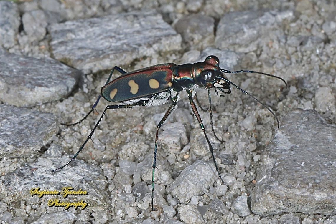 Golden-spotted Tiger Beetle, Cicindela aurulenta flavomaculata, family Carabidae  Cicindela aurulenta,Geotagged,Golden-spotted tiger beetle,Indonesia,Spring