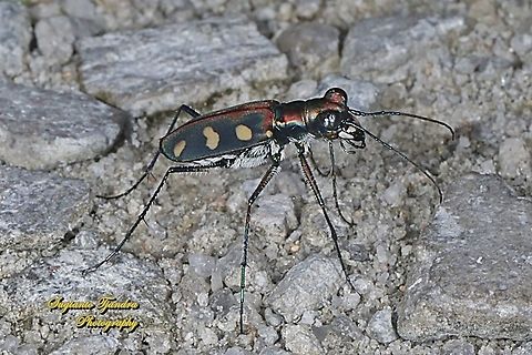 Golden-spotted Tiger Beetle, Cicindela aurulenta flavomaculata, family Carabidae  Cicindela aurulenta,Geotagged,Golden-spotted tiger beetle,Indonesia,Spring