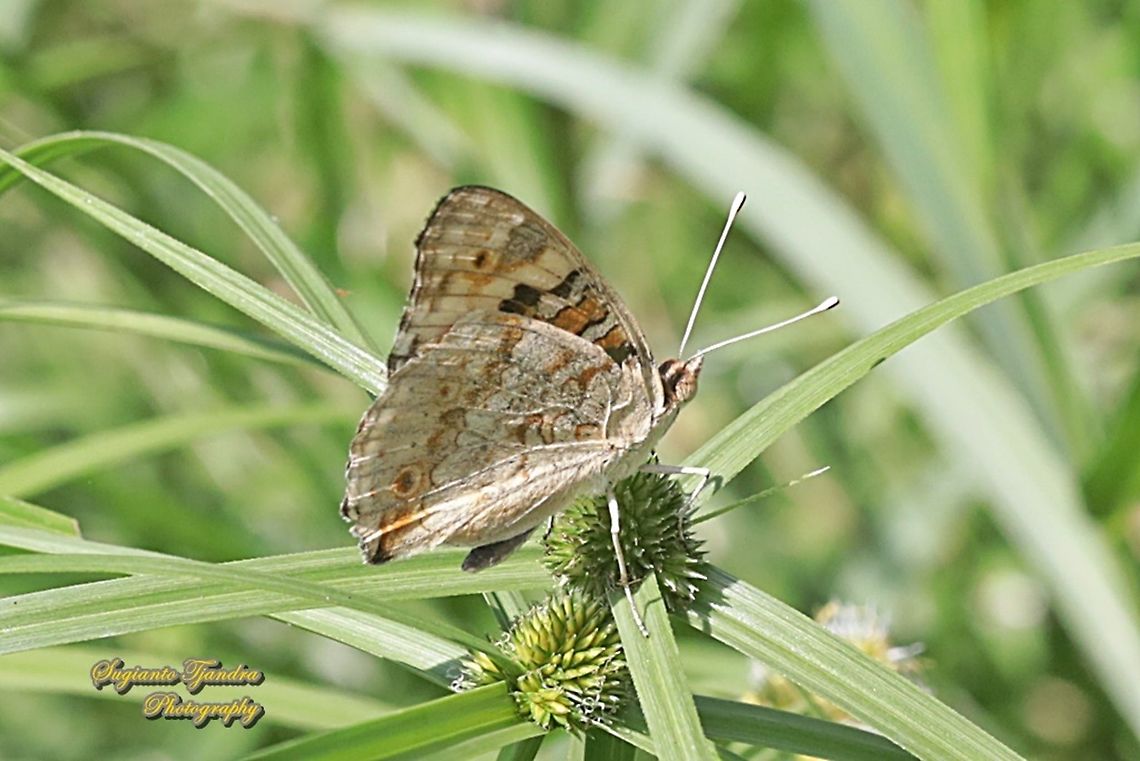 Blue Pansy Butterfly, Junonia orithya - female lowerside  Blue Argus,Geotagged,Indonesia,Junonia orithya,Spring