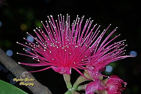 Syzygium malaccense flower  Geotagged,Indonesia,Malay (rose) apple,Spring,Syzygium malaccense