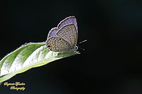 Cycad Blue Butterfly, Chilades pandava pandava - lowerside  Chilades pandava,Geotagged,Indonesia,Plains Cupid,Spring