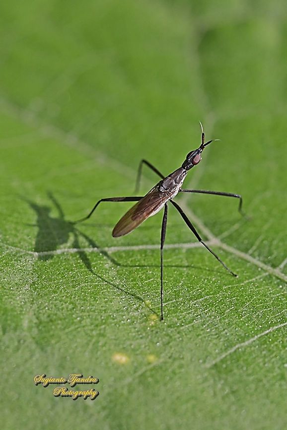 Banana Stalk fly, Telostylinus lineolatus, family Neriidae  Geotagged,Indonesia,Spring,Telostylinus lineolatus