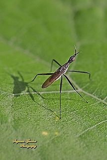Banana Stalk fly, Telostylinus lineolatus, family Neriidae  Geotagged,Indonesia,Spring,Telostylinus lineolatus