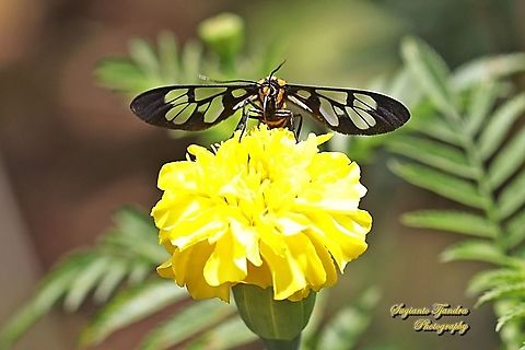 Orange spotted Tiger Moth - Amata huebneri (Huebner's Wasp Moth) "sucking nectar on the Yellow Mexican marigold, Tagetes erecta"  Amata huebneri,Geotagged,Hübner's Wasp Moth,Indonesia,Spring