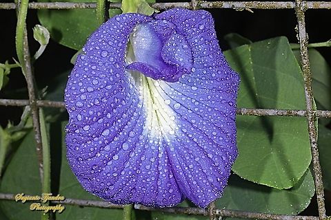 Kembang Telang, Blue Pea flower, Clitoria ternatea  Butterfly-pea,Clitoria ternatea,Geotagged,Indonesia,Spring