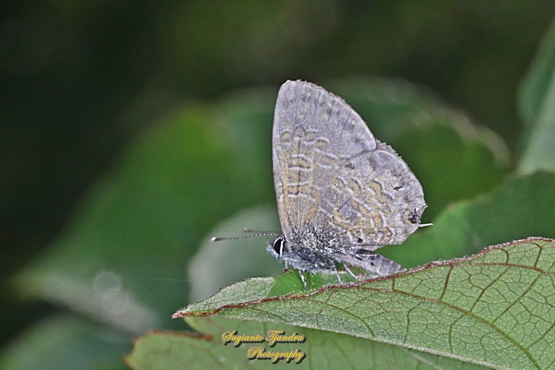 Tailless lineblue butterfly, Prosotas dubiosa subardates, family Lycaenidae  Geotagged,Indonesia,Prosotas dubiosa,Spring,Tailless Lineblue