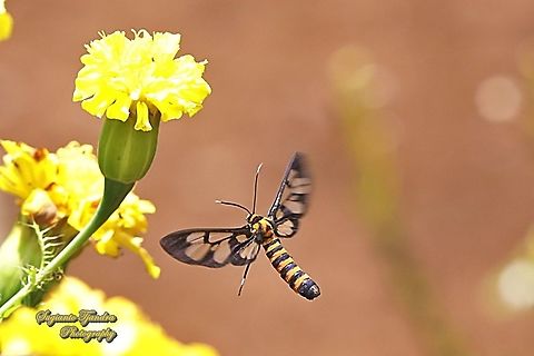 Orange spotted Tiger Moth - Amata huebneri (Huebner's Wasp Moth) "looking for nectar on the Yellow Mexican marigold, Tagetes erecta"  Amata huebneri,Geotagged,Hübner's Wasp Moth,Indonesia,Spring