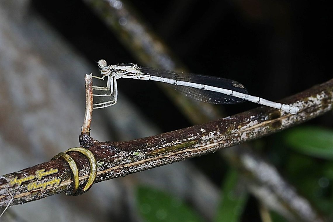 Yellow Bush Dart, Copera marginipes Sp, Platycnemididae - Female  Copera marginipes,Geotagged,Indonesia,Spring,Yellow bush dart