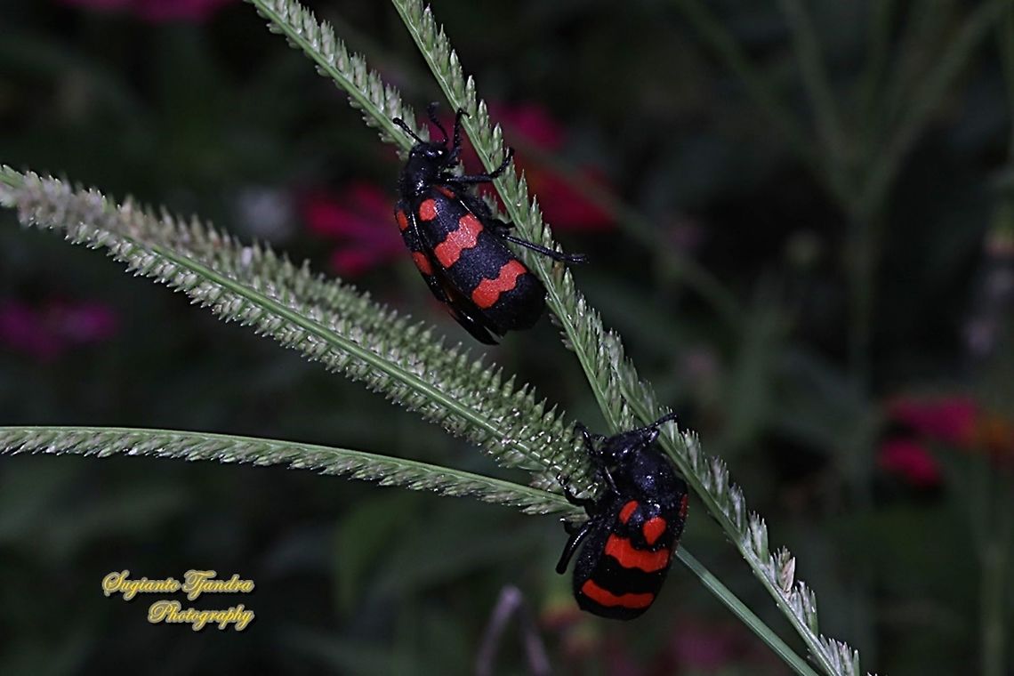 Blister Beetle. Hycleus biundulatus, family Meloidae  Geotagged,Hycleus biundulatus,Indonesia,Spring