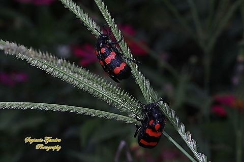 Blister Beetle. Hycleus biundulatus, family Meloidae  Geotagged,Hycleus biundulatus,Indonesia,Spring