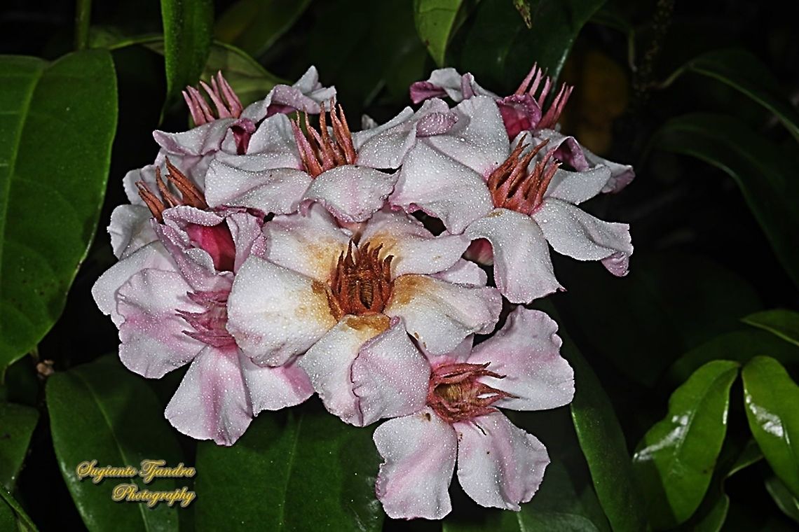 Climbing Oleander, Strophanthus gratus  Geotagged,Indonesia,Spring,Strophanthus gratus