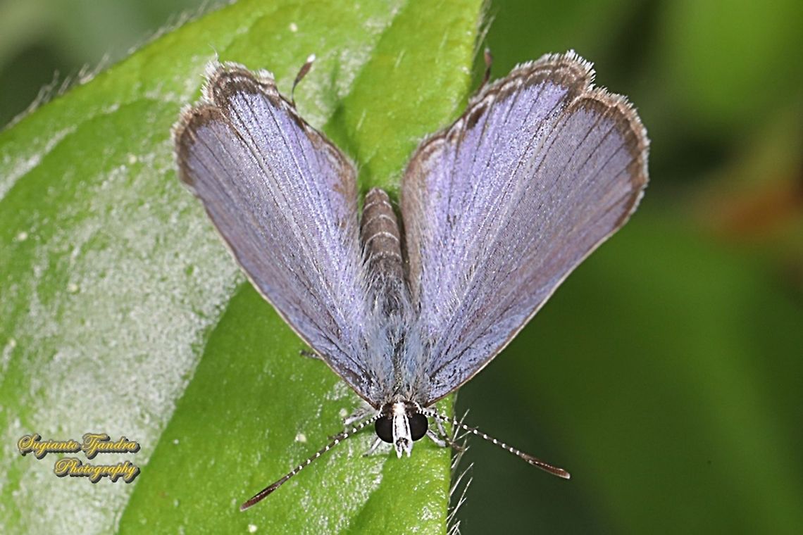 Cycad Blue Butterfly, Chilades pandava pandava - upperside  Chilades pandava,Geotagged,Indonesia,Plains Cupid,Spring