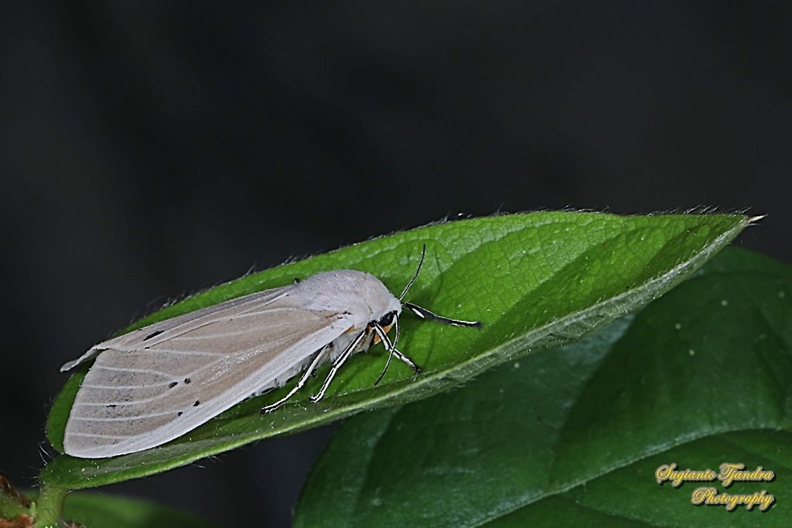 Clouded Tiger Moth, Creatonotos transiens, family Erebidae  Creatonotos transiens,Geotagged,Indonesia,Spring