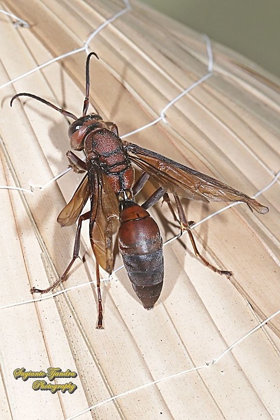 Paper Wasp, Polistes sp., family Vespidae  Geotagged,Indonesia,Spring