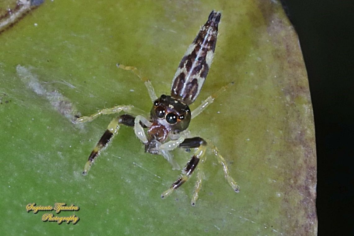 Jumping spider,  Indopadilla sp., family Salticidae w/prey  Geotagged,Indonesia,Spring