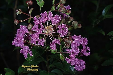 Crape myrtle flower, Lagerstroemia indica  Crape-Myrtle,Geotagged,Indonesia,Lagerstroemia indica,Spring