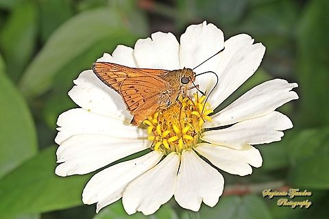 Skipper Butterfly - Yellow Palm Dart, Cephrenes trichopepla "sucking nectar on the Zinnia flower"  Cephrenes trichopepla,Geotagged,Indonesia,Spring,Yellow palm dart