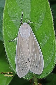 Clouded Tiger Moth, Creatonotos transiens, family Erebidae  Creatonotos transiens,Geotagged,Indonesia,Spring