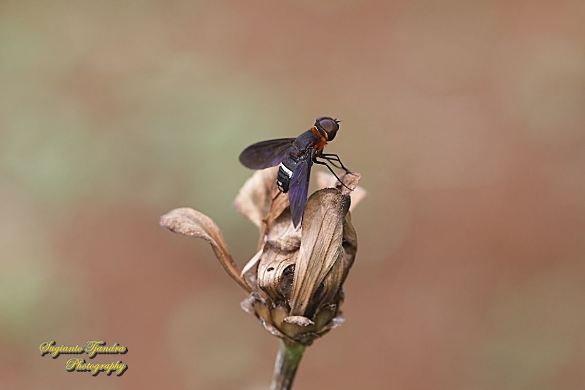 Ligyra bee fly, Ligyra tantalus, family Bombyliidae  Geotagged,Indonesia,Ligyra tantalus,Spring