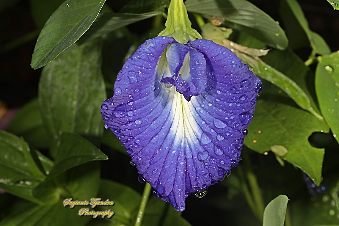 Kembang Telang, Blue Pea flower, Clitoria ternatea  Butterfly-pea,Clitoria ternatea,Geotagged,Indonesia,Spring