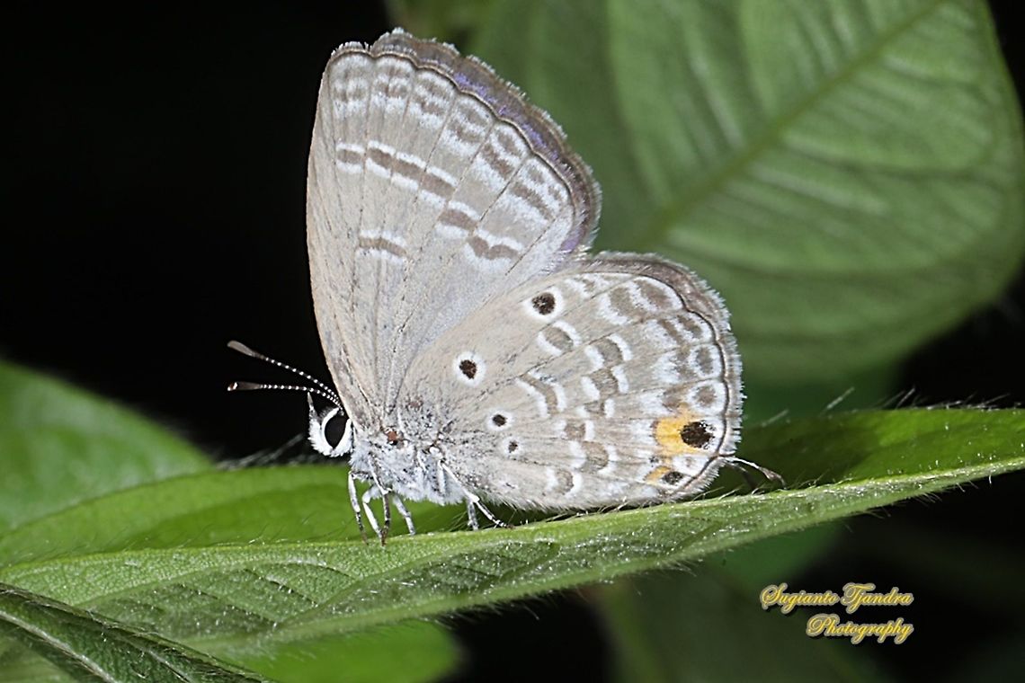 Plains Cupid Butterfly, Luthrodes (formerly Chilades) pandava pandava, family Lycaenidae  Geotagged,Indonesia,Luthrodes pandava,Plains Cupid,Spring