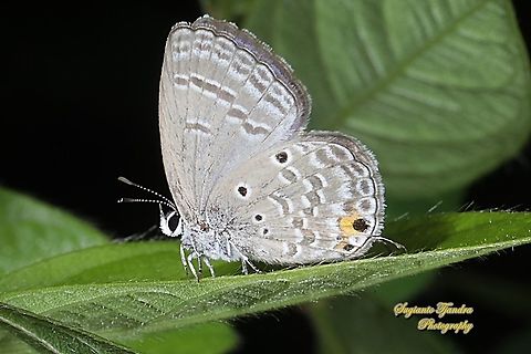 Plains Cupid Butterfly, Luthrodes (formerly Chilades) pandava pandava, family Lycaenidae  Geotagged,Indonesia,Luthrodes pandava,Plains Cupid,Spring