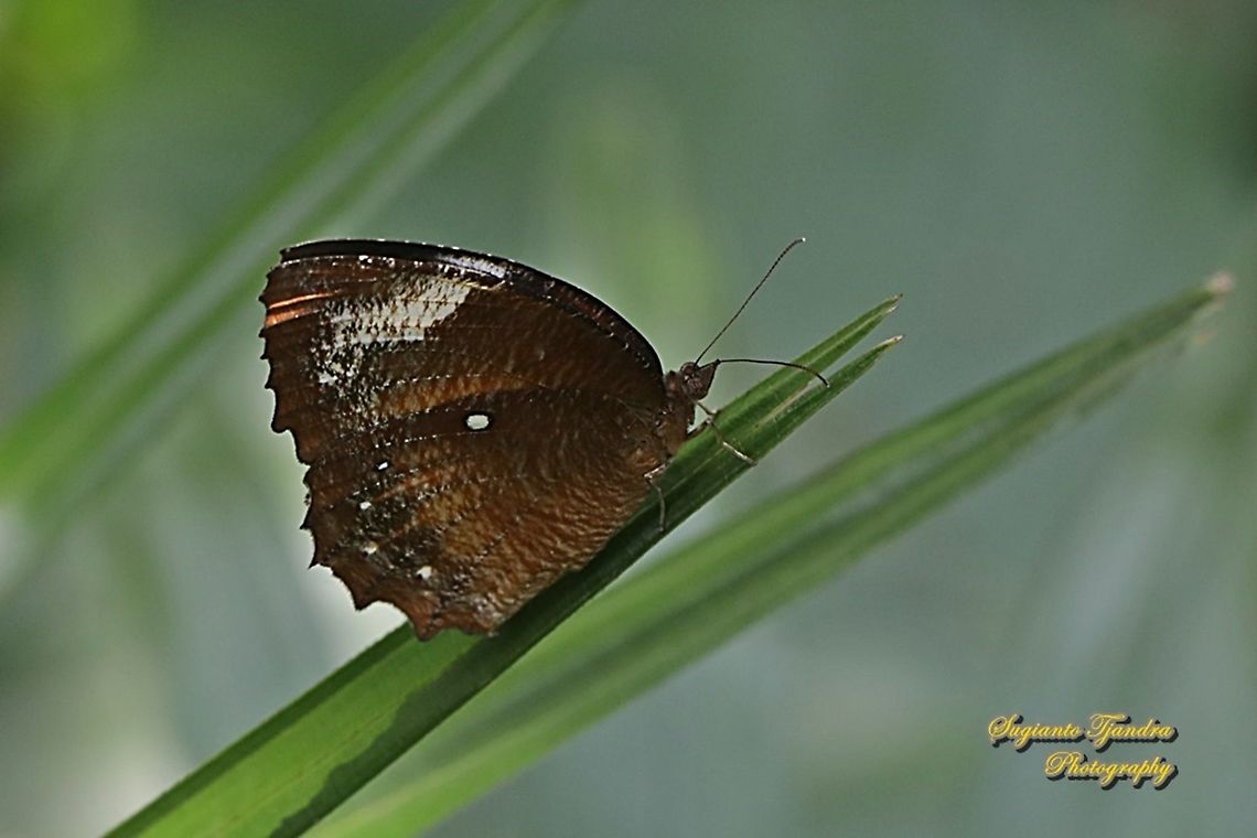 Common Palmfly Butterfly, Elymnias hypermnestra hypermnestra  Common Palmfly,Elymnias hypermnestra,Geotagged,Indonesia,Spring