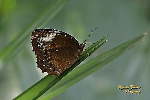 Common Palmfly Butterfly, Elymnias hypermnestra hypermnestra  Common Palmfly,Elymnias hypermnestra,Geotagged,Indonesia,Spring