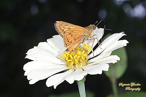 Skipper Butterfly - Yellow Palm Dart, Cephrenes trichopepla "finished sucking nectar on the Zinnia flower"  Cephrenes trichopepla,Geotagged,Indonesia,Spring,Yellow palm dart