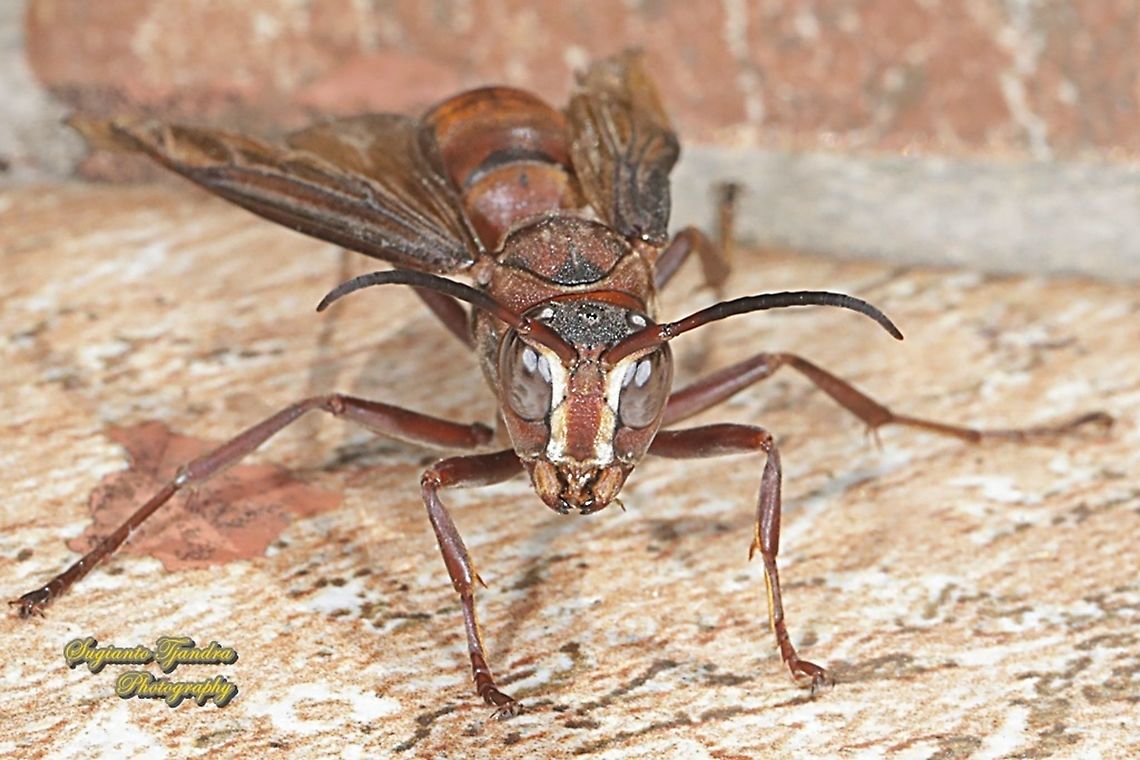 Paper Wasp, Polistes sp., family Vespidae  Geotagged,Indonesia,Spring