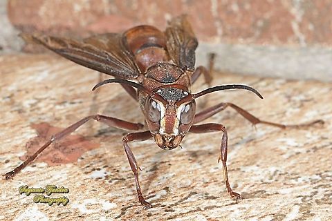 Paper Wasp, Polistes sp., family Vespidae  Geotagged,Indonesia,Spring