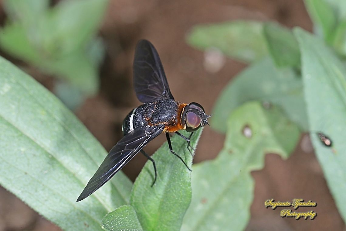Ligyra bee fly, Ligyra tantalus, family Bombyliidae  Geotagged,Indonesia,Ligyra tantalus,Spring