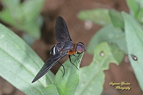 Ligyra bee fly, Ligyra tantalus, family Bombyliidae  Geotagged,Indonesia,Ligyra tantalus,Spring