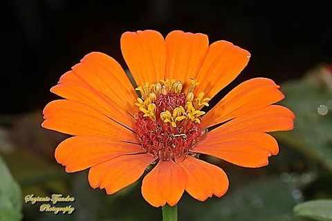 Orange Zinnia flower, Zinnia elegans  Geotagged,Indonesia,Spring,Zinnia elegans