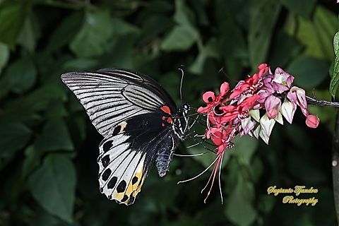 Great Mormon Butterfly, Papilio memnon memnon f. hiera "sucking nectar on the flaming glorybower, Clerodendrum splendens"  Geotagged,Great Mormon,Indonesia,Papilio memnon,Spring