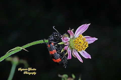 Blister Beetle, Hycleus biundulatus, family Meloidae "eating Bunga Kenikir Ungu (Cosmos caudatus) "  Geotagged,Hycleus biundulatus,Indonesia,Spring