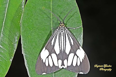 Marbled White Moth/White Tiger Moth, Nyctemera coleta  Geotagged,Indonesia,Marbled White Moth,Nyctemera coleta,Spring