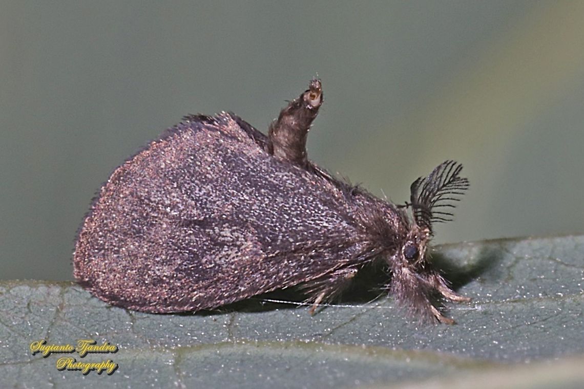 Bagworm moth, family Psychidae  Geotagged,Indonesia,Spring