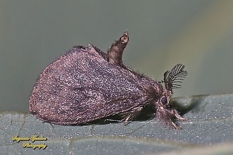 Bagworm moth, family Psychidae  Geotagged,Indonesia,Spring
