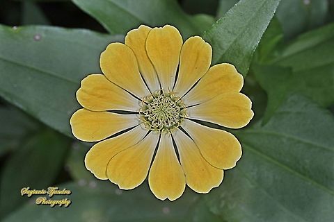 Yellow Zinnia flower, Zinnia elegans  Geotagged,Indonesia,Spring,Zinnia elegans
