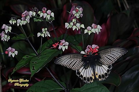 Great Mormon Butterfly, Papilio memnon memnon f. hiera "sucking nectar on the flaming glorybower, Clerodendrum splendens"  Geotagged,Great Mormon,Indonesia,Papilio memnon,Spring